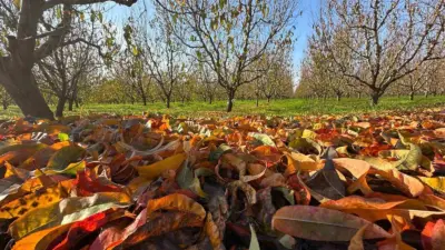 Zirai don ve kuraklık nedeniyle çok zor bir sezon geride kalırken