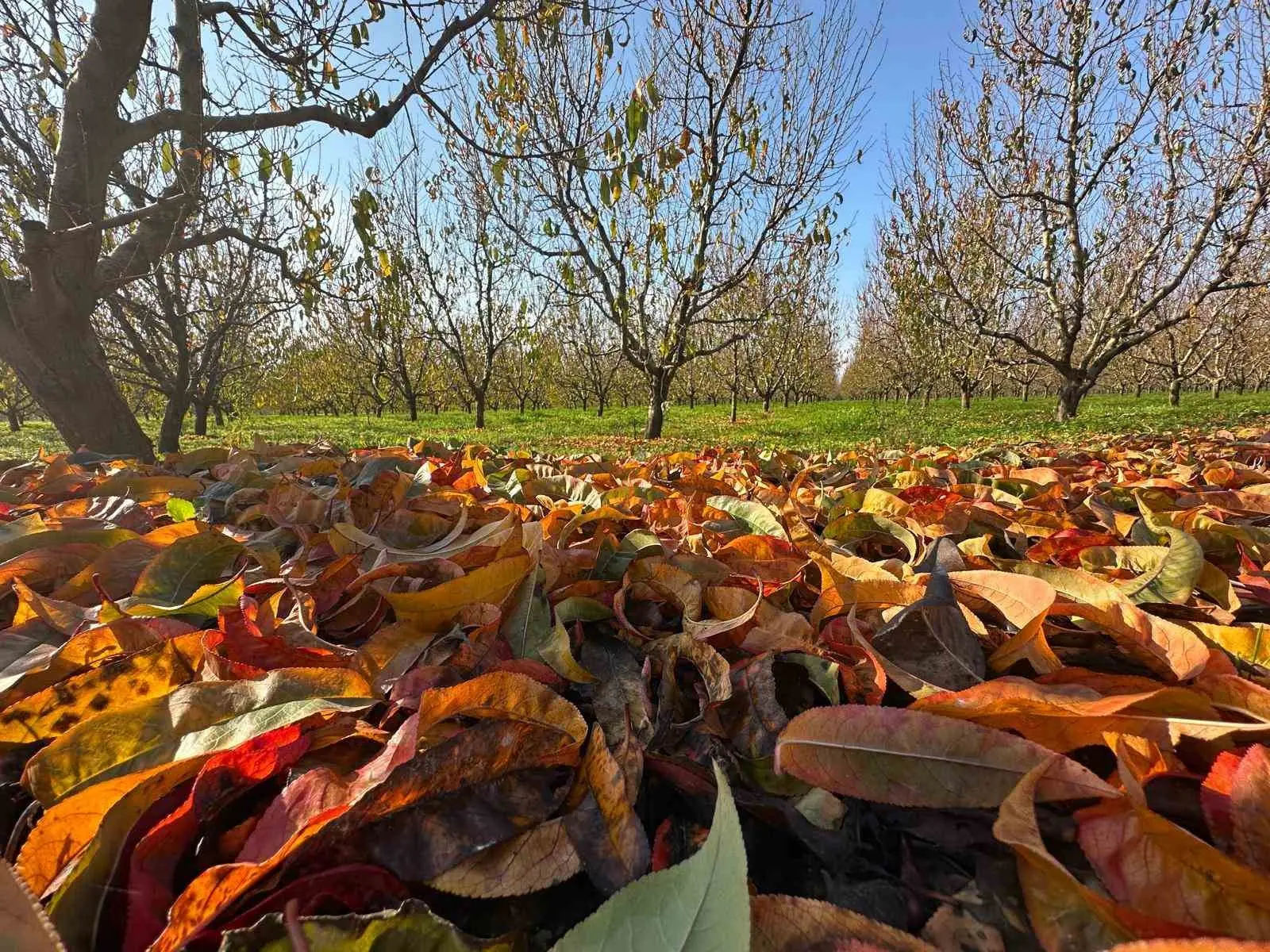 Zirai don ve kuraklık nedeniyle çok zor bir sezon geride kalırken