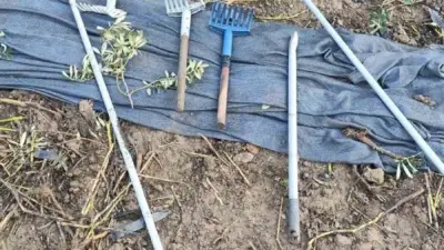 Bursa’nın Orhangazi ilçesinde zeytin ağaçlarının bulunduğu tarlaya giren hırsızlar, sahibinden