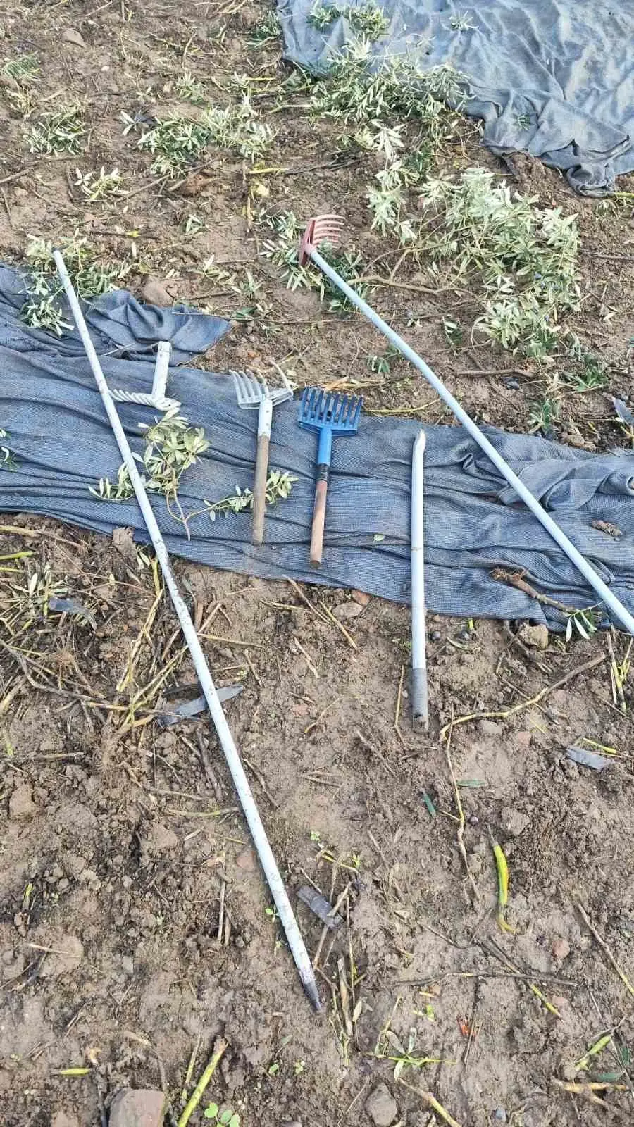 Bursa’nın Orhangazi ilçesinde zeytin ağaçlarının bulunduğu tarlaya giren hırsızlar, sahibinden