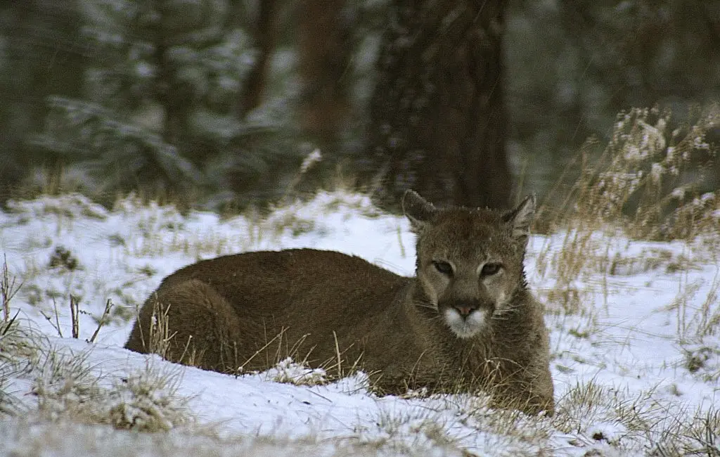 ABD’de Rocky Dağları’nda tek başına yürüyüş kadın puma saldırısı sonucu