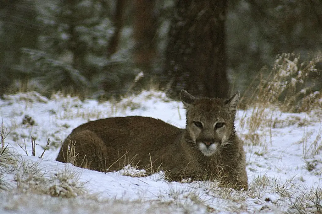 ABD’de Rocky Dağları’nda tek başına yürüyüş kadın puma saldırısı sonucu
