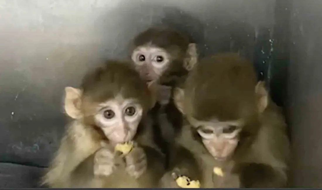 Tarım ve Orman Bakanlığı, Bursa’da yakalanan 3 makak maymununun koruma