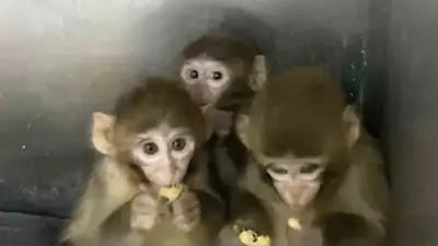 Tarım ve Orman Bakanlığı, Bursa’da yakalanan 3 makak maymununun koruma