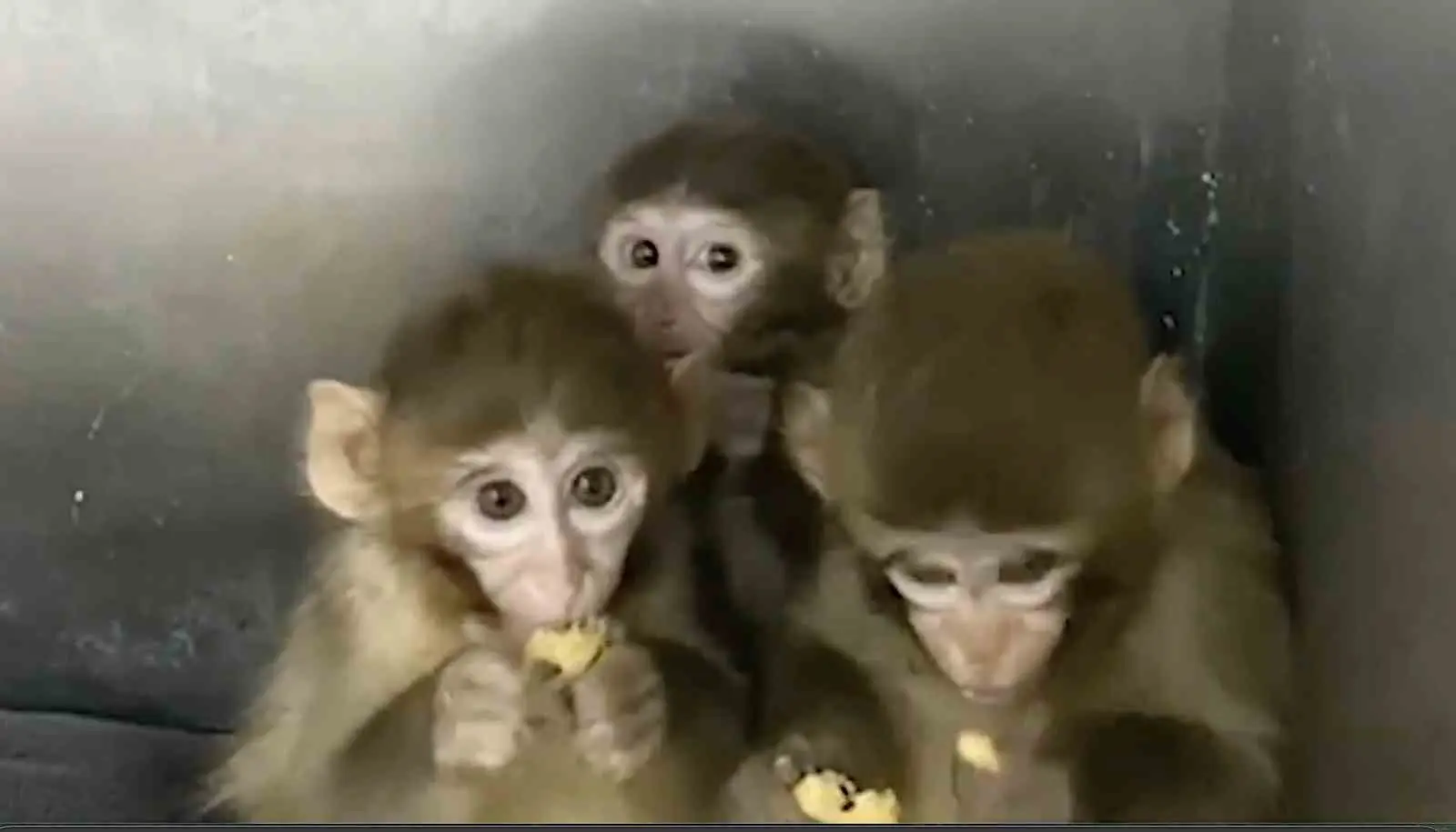 Tarım ve Orman Bakanlığı, Bursa’da yakalanan 3 makak maymununun koruma