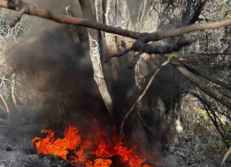 Bursa’nın Mudanya ilçesine bağlı Aydınpınar Kılıçbayır mevkiinde çıkan çalı yangını,