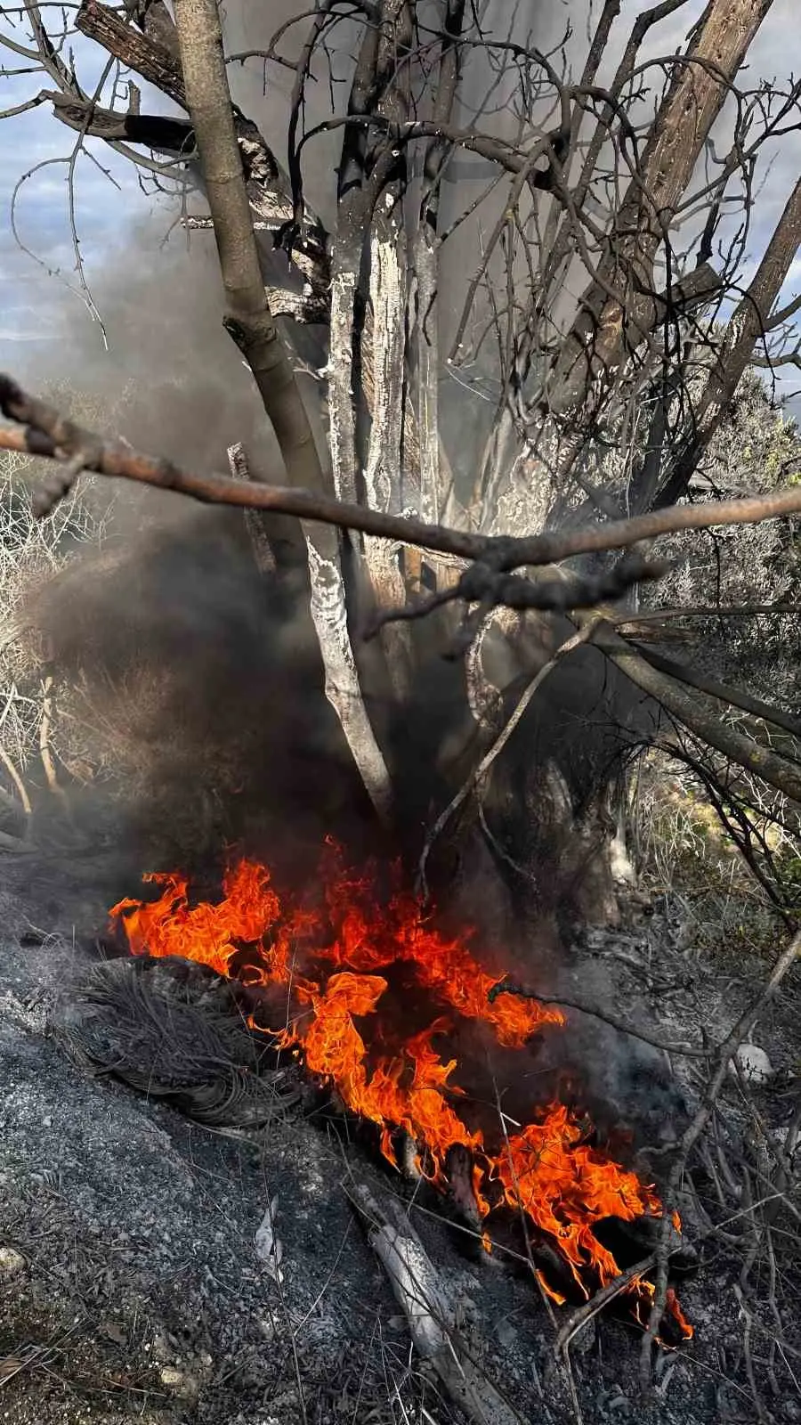 Bursa’nın Mudanya ilçesine bağlı Aydınpınar Kılıçbayır mevkiinde çıkan çalı yangını,