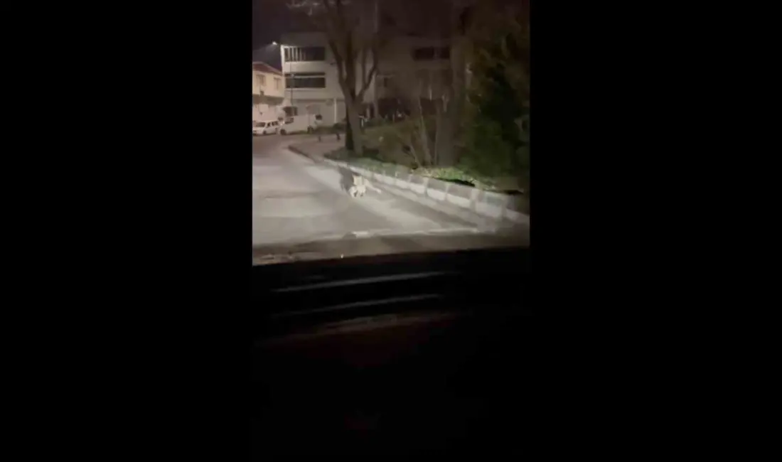 Bursa’nın Nilüfer ilçesi Üçevler Mahallesi’nde gece saatlerinde kaydedilen görüntüler, yerleşim