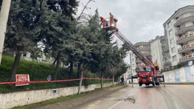 Bursa’nın Mudanya ilçesinde etkili olan şiddetli lodos nedeniyle bir ağaç