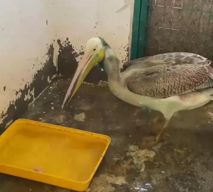 Bursa’da, ense ve boyun bölgesinde oluşan yaralar nedeniyle tedavi altına