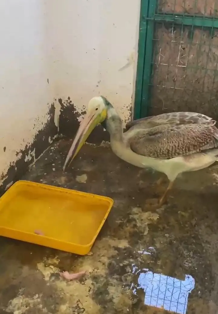 Bursa’da, ense ve boyun bölgesinde oluşan yaralar nedeniyle tedavi altına