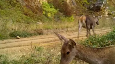 Bursa’da yaban hayatı görüntülemek için Uludağ’ın farklı bölgelerine kurulan fotokapanlar,