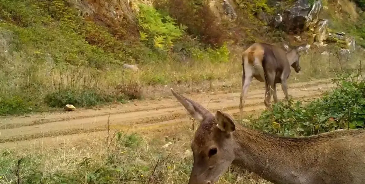 Bursa’da yaban hayatı görüntülemek için Uludağ’ın farklı bölgelerine kurulan fotokapanlar,