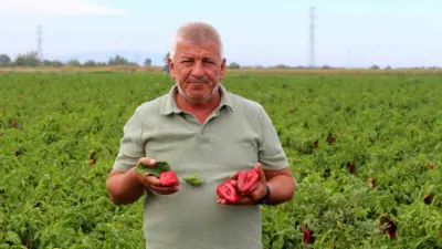 Karacabey Ziraat Odası İkinci Başkanı Ramazan Düzen, çiftçiler için devam