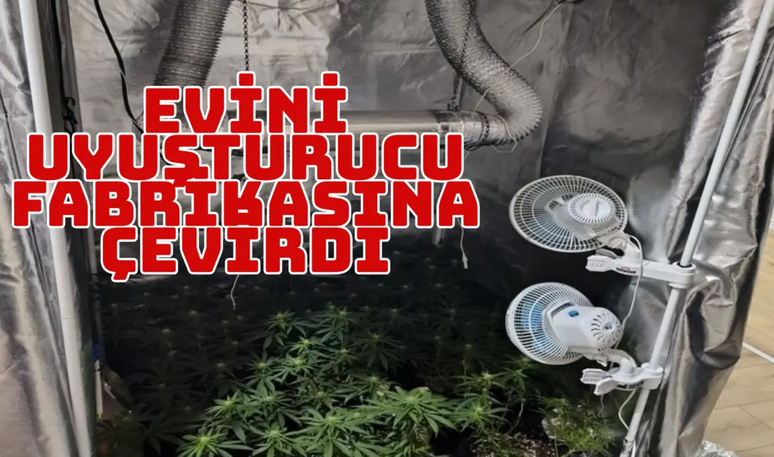 Bursa’nın İnegöl ilçesinde bir evde esrar üretiminde kullanılan bitkiler ve