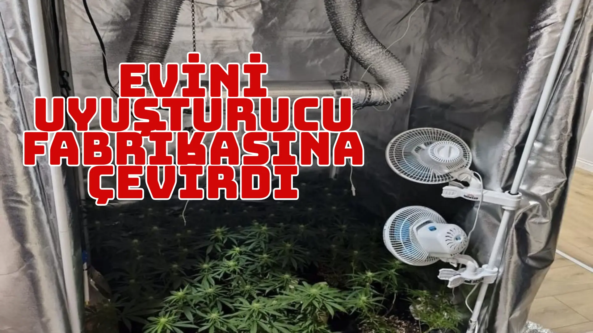 Bursa’nın İnegöl ilçesinde bir evde esrar üretiminde kullanılan bitkiler ve