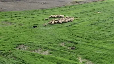 Küçükbaş hayvancılık sektöründe koruma köpekleri olan kangal ve akbaşlardan sonra