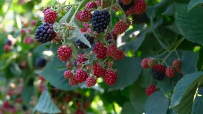 Kestel Belediye Başkanı Ferhat Erol, Uludağ eteklerindeki köylerde ahududu ve