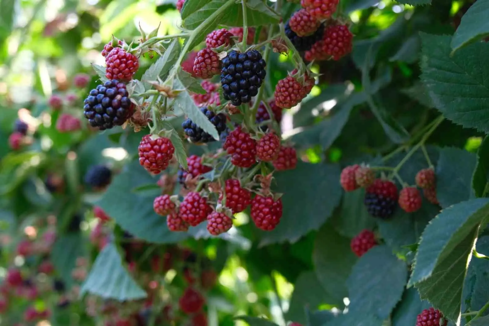 Kestel Belediye Başkanı Ferhat Erol, Uludağ eteklerindeki köylerde ahududu ve