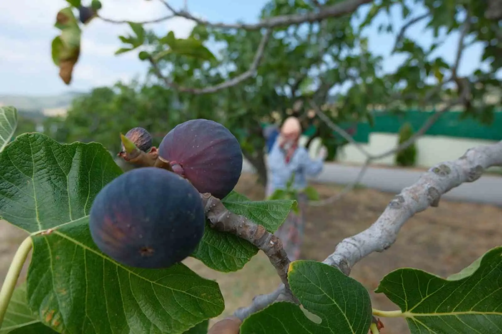 Bursa’da geçen yıl yaşanan zirai don ve kuraklık gibi olumsuzluklara