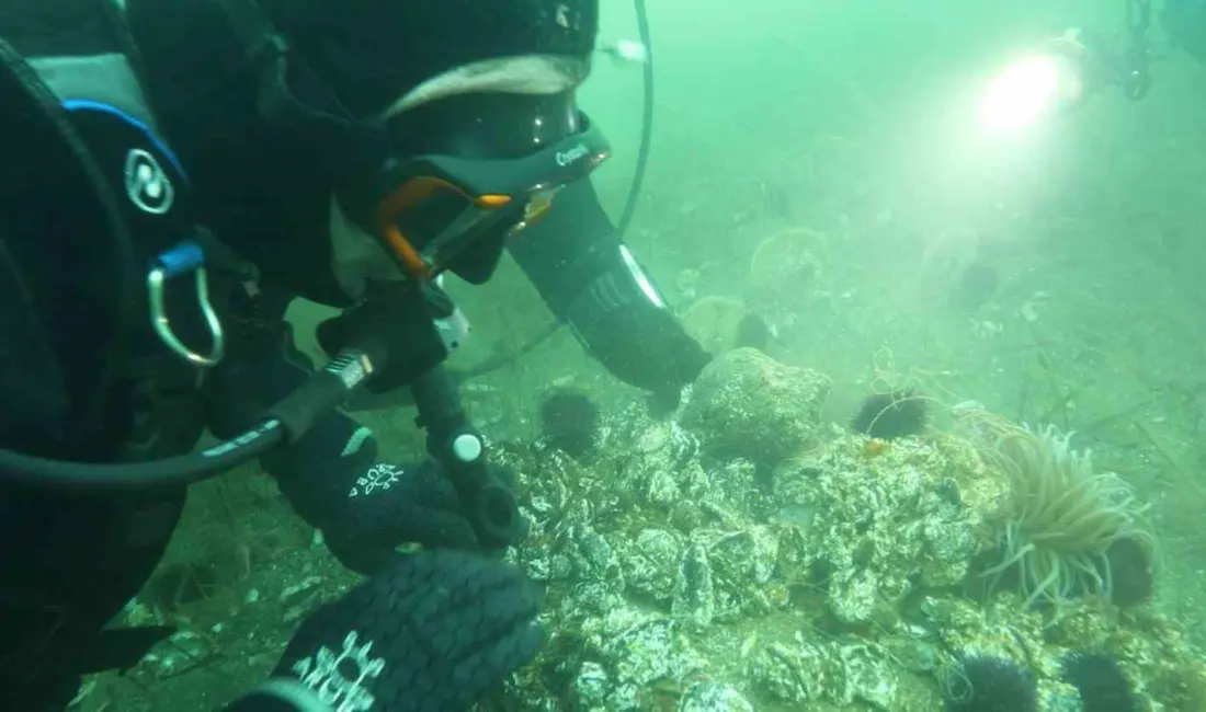 Onyedi Eylül Üniversitesi Denizcilik Fakültesi Öğretim Üyesi Prof. Dr. Mustafa
