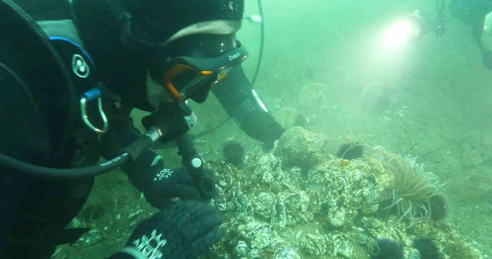 Onyedi Eylül Üniversitesi Denizcilik Fakültesi Öğretim Üyesi Prof. Dr. Mustafa