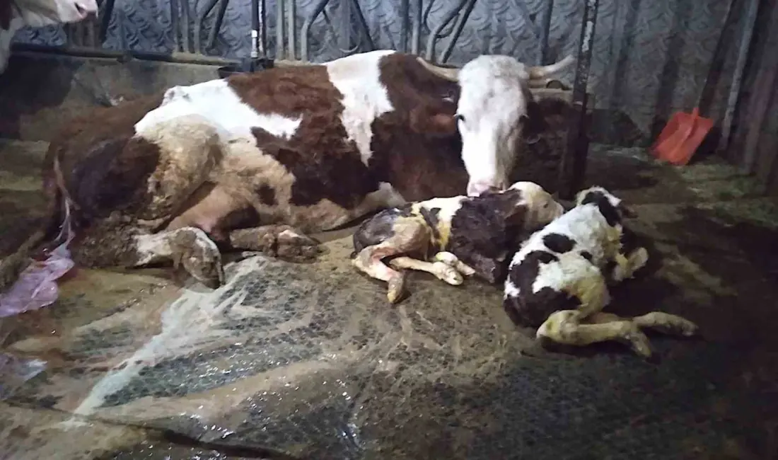 Hayvancılık yapan bir aile, 15 gün önce ölü doğan buzağıya