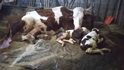 Hayvancılık yapan bir aile, 15 gün önce ölü doğan buzağıya