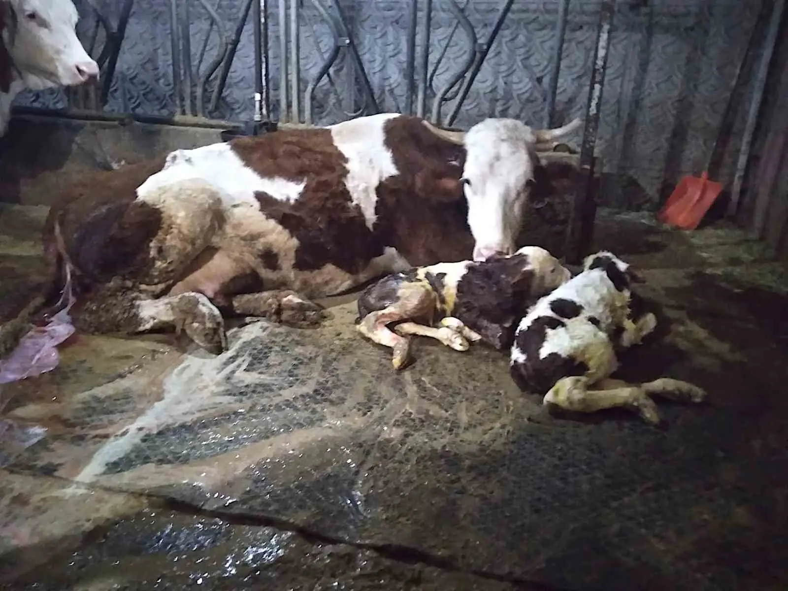 Hayvancılık yapan bir aile, 15 gün önce ölü doğan buzağıya