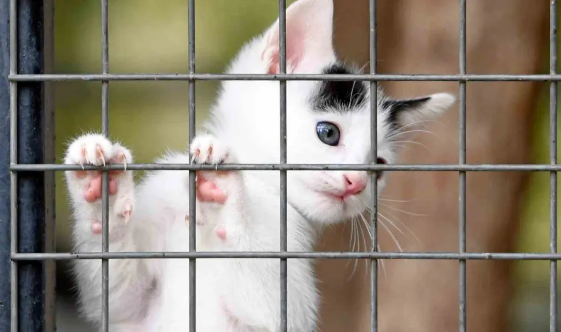 Sahipsiz sokak hayvanlarının yaşam şartlarını iyileştirmek, sağlıklarını korumak ve onları