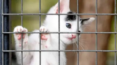 Sahipsiz sokak hayvanlarının yaşam şartlarını iyileştirmek, sağlıklarını korumak ve onları