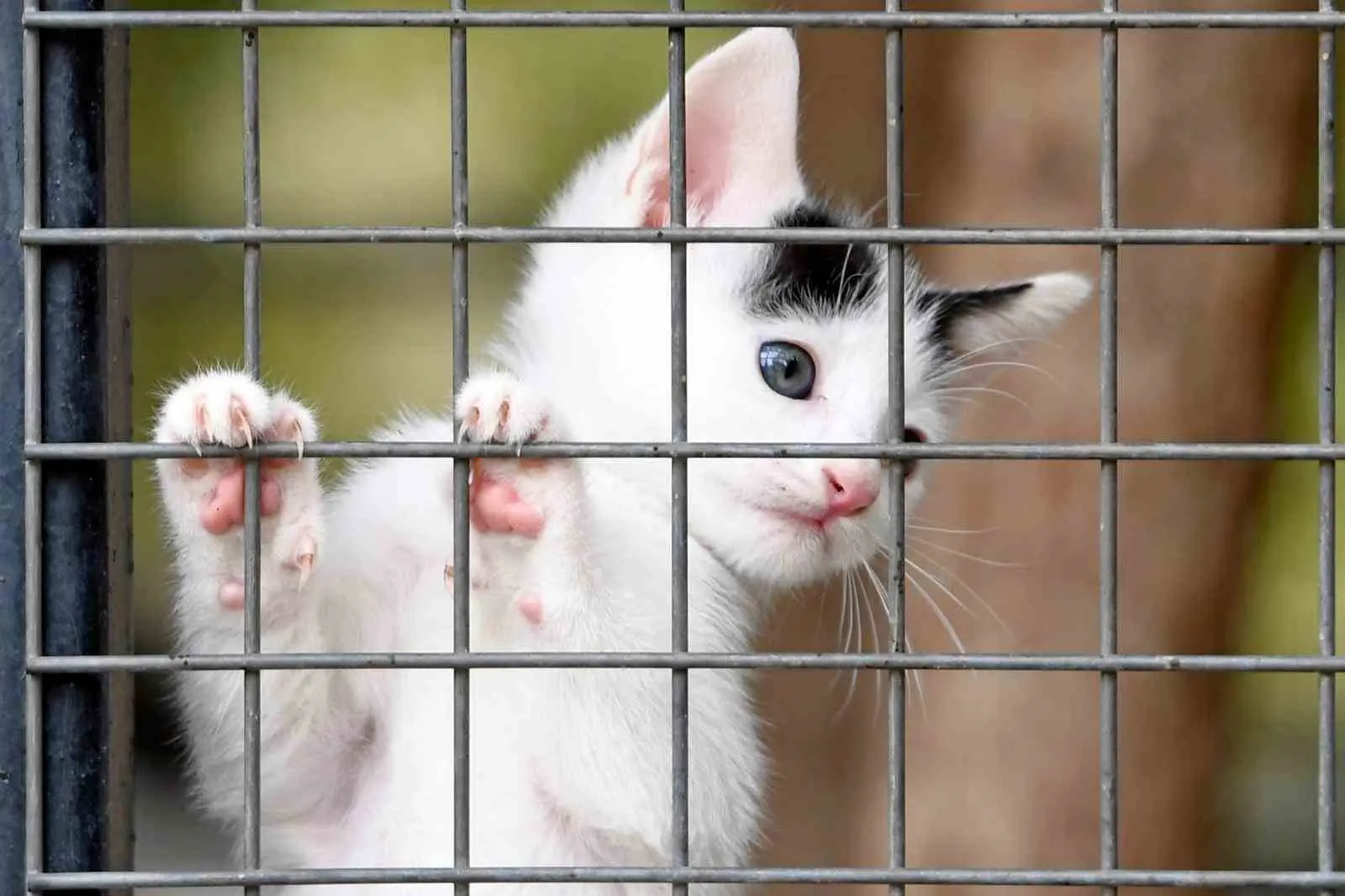 Sahipsiz sokak hayvanlarının yaşam şartlarını iyileştirmek, sağlıklarını korumak ve onları