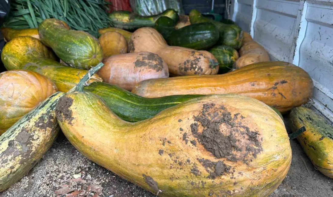 Osmangazi Belediyesi iştiraki olan Gazi Tarım A.Ş. tarafından yürütülen ata