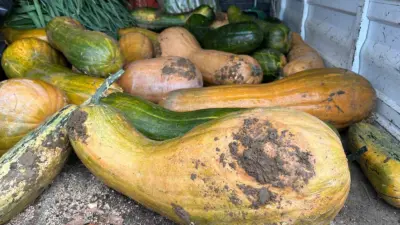 Osmangazi Belediyesi iştiraki olan Gazi Tarım A.Ş. tarafından yürütülen ata