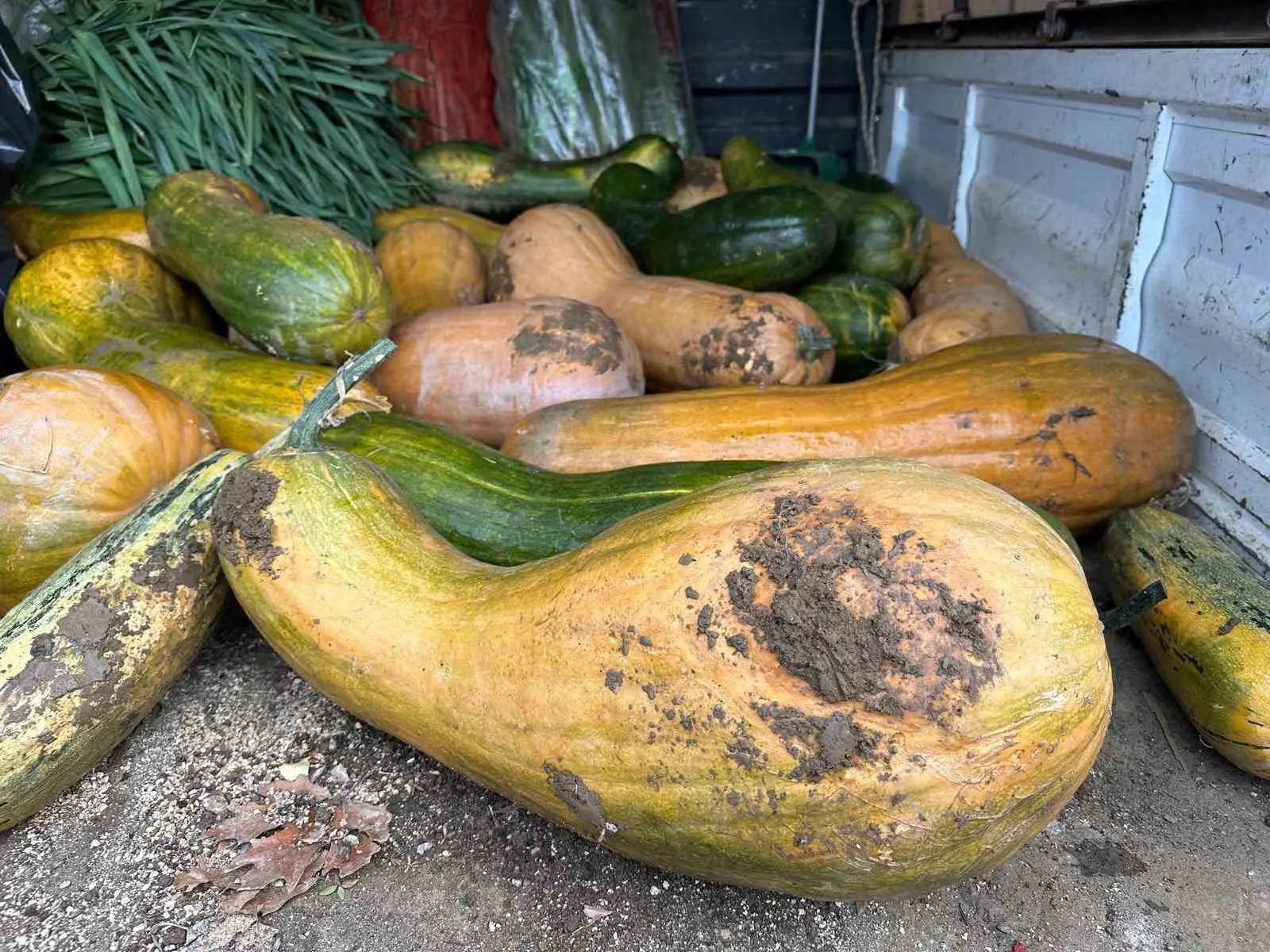 Osmangazi Belediyesi iştiraki olan Gazi Tarım A.Ş. tarafından yürütülen ata