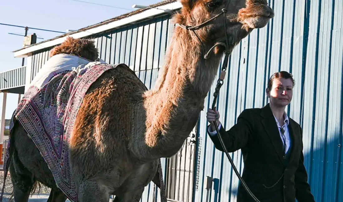 ABD ’de hayatini kaybeden sanatçı Mertcan Türkoğlu, son eseri olan