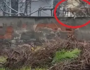 Bursa’nın İnegöl ilçesinde şehir merkezine inerek sokaklarda gezen tilki, görenlerin