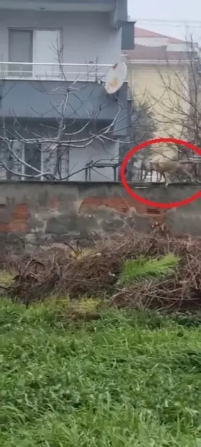 Bursa’nın İnegöl ilçesinde şehir merkezine inerek sokaklarda gezen tilki, görenlerin