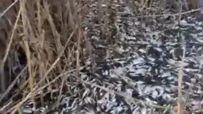 Bursa’da Uluabat Gölü kenarındaki Uluabat Deresi’nde binlerce ölü balık bulundu.