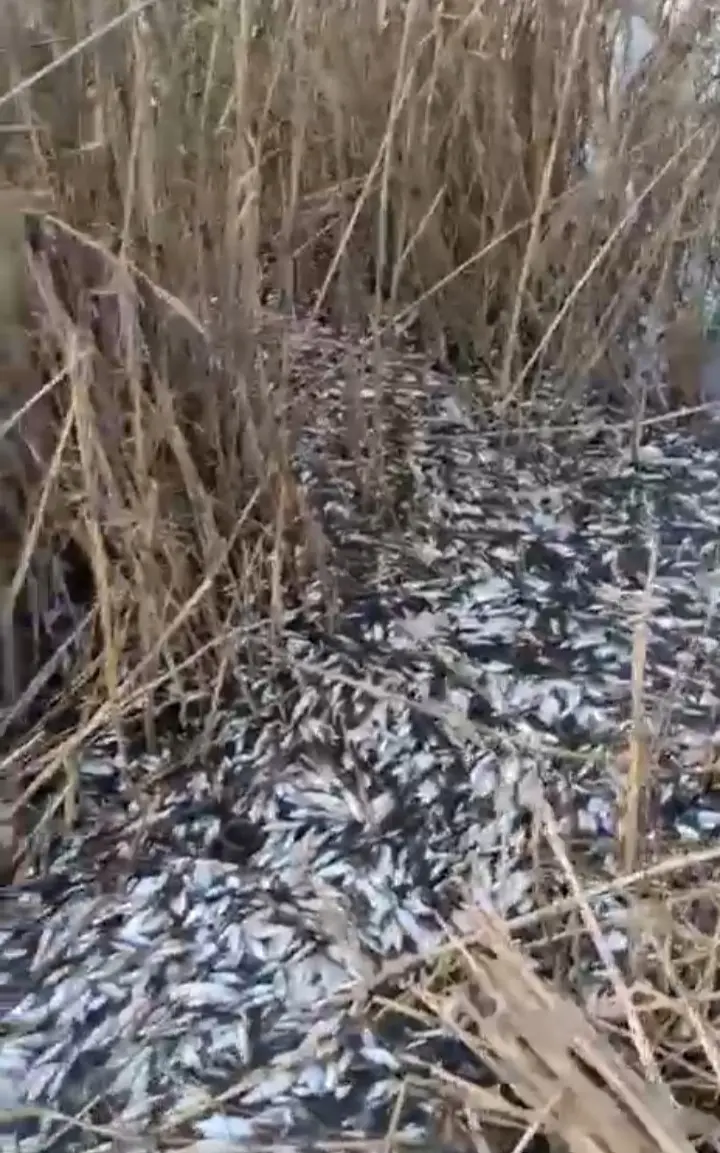Bursa’da Uluabat Gölü kenarındaki Uluabat Deresi’nde binlerce ölü balık bulundu.