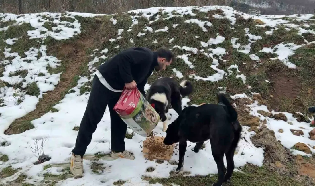 Uludağ’da etkili olan yoğun kar yağışı sonrası yiyecek bulmakta zorlanan