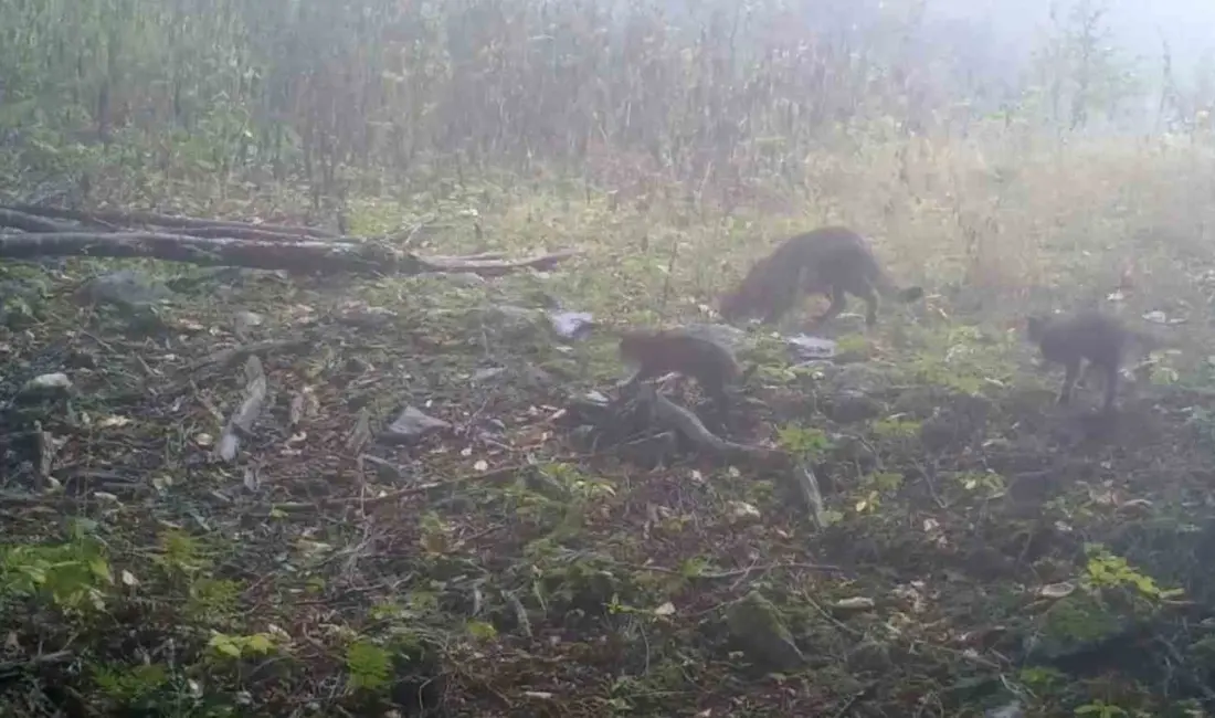 Uludağ bölgesinde kurulan fotokapanlar, yaban hayatına dair dikkat çeken bir