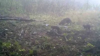 Uludağ bölgesinde kurulan fotokapanlar, yaban hayatına dair dikkat çeken bir