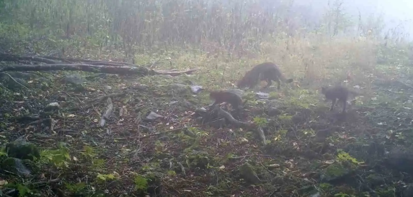Uludağ bölgesinde kurulan fotokapanlar, yaban hayatına dair dikkat çeken bir