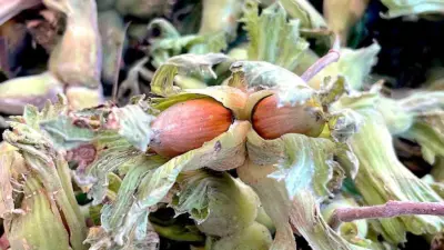 Bursa’da Uludağ eteklerinde üretilen fındığa destek verilmesi durumunda üretim alanlarının