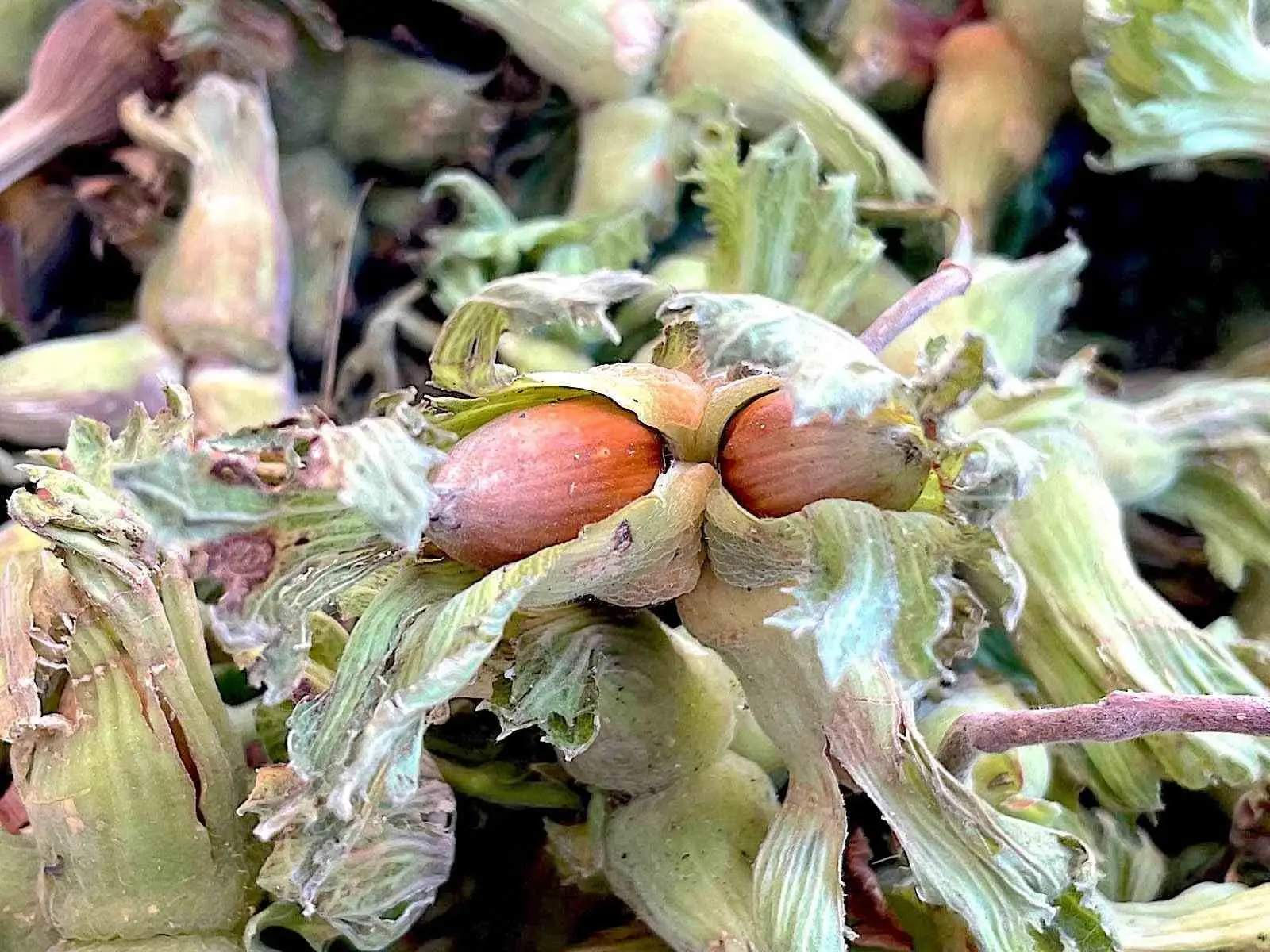 Bursa’da Uludağ eteklerinde üretilen fındığa destek verilmesi durumunda üretim alanlarının