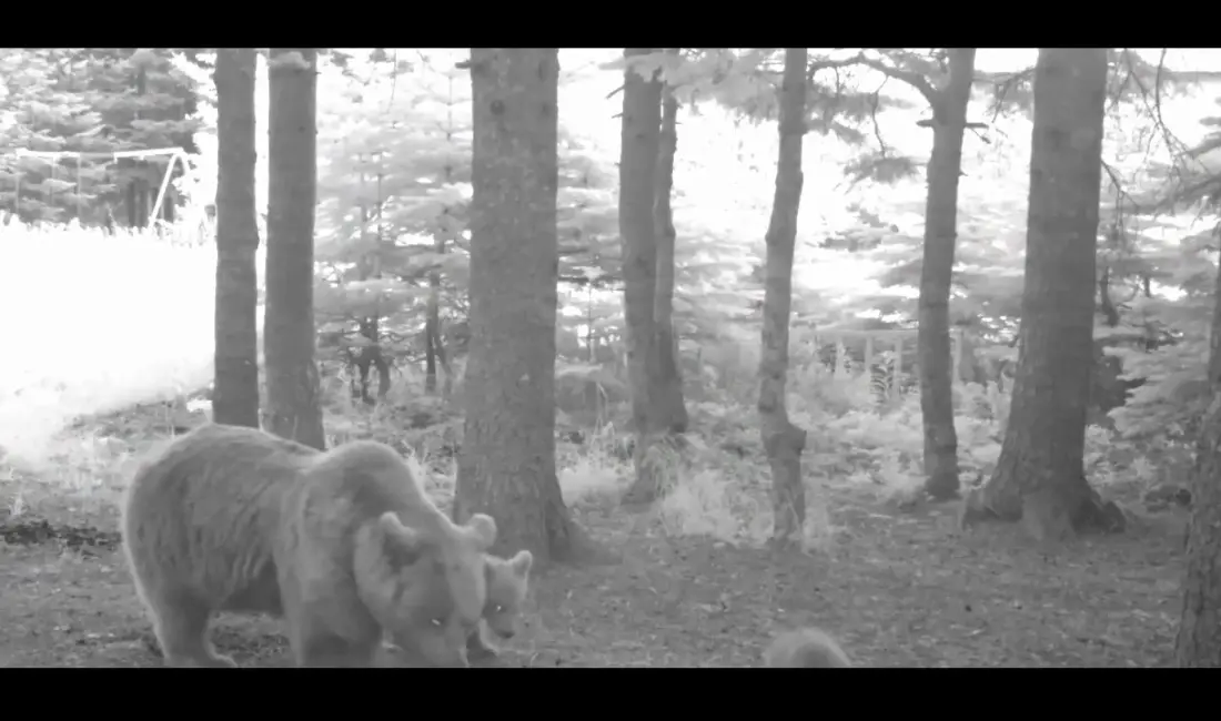 Türkiye’nin en büyük kara memelilerinden olan Bozayı’nın (Ursus arctos), yaban