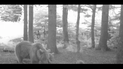 Türkiye’nin en büyük kara memelilerinden olan Bozayı’nın (Ursus arctos), yaban