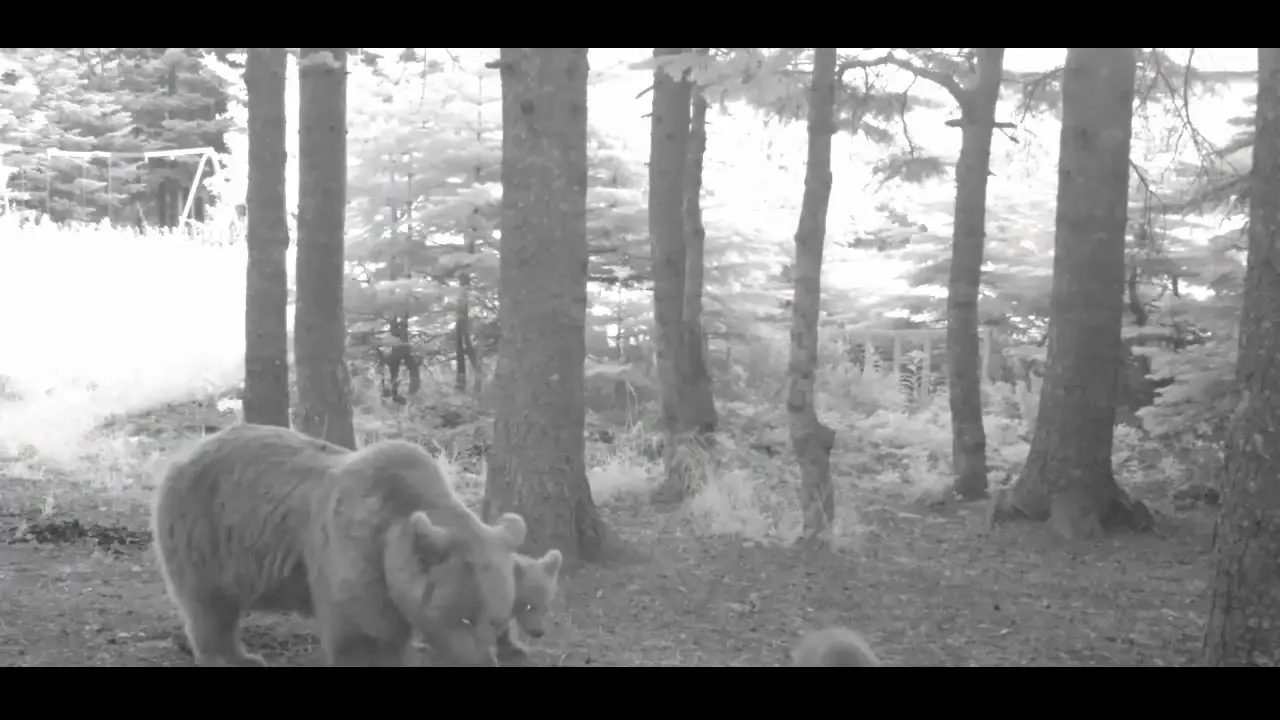 Türkiye’nin en büyük kara memelilerinden olan Bozayı’nın (Ursus arctos), yaban