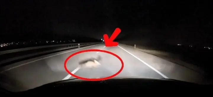 Bandırma-Karacabey yolunda seyir halinde olan bir araç, önüne aniden çıkan